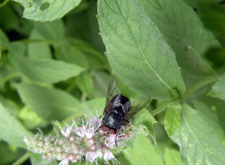 Sospetta Mentha sp dal Trentino